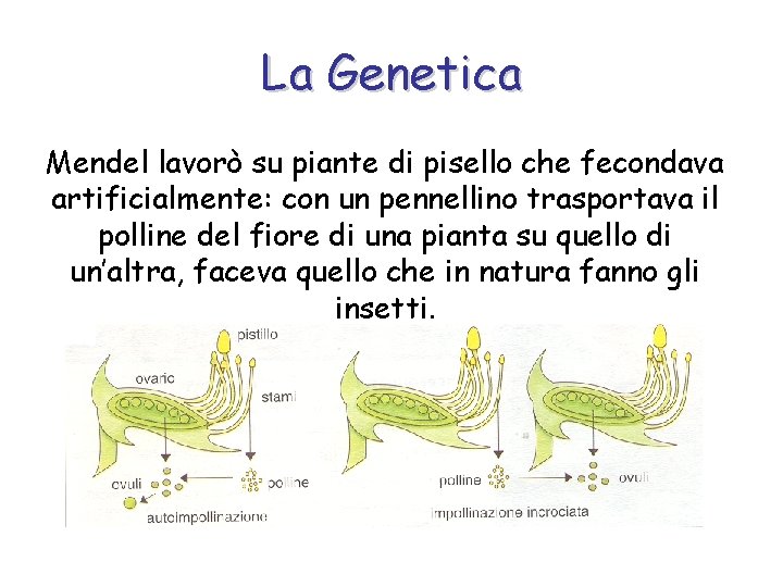 La Genetica Mendel lavorò su piante di pisello che fecondava artificialmente: con un pennellino