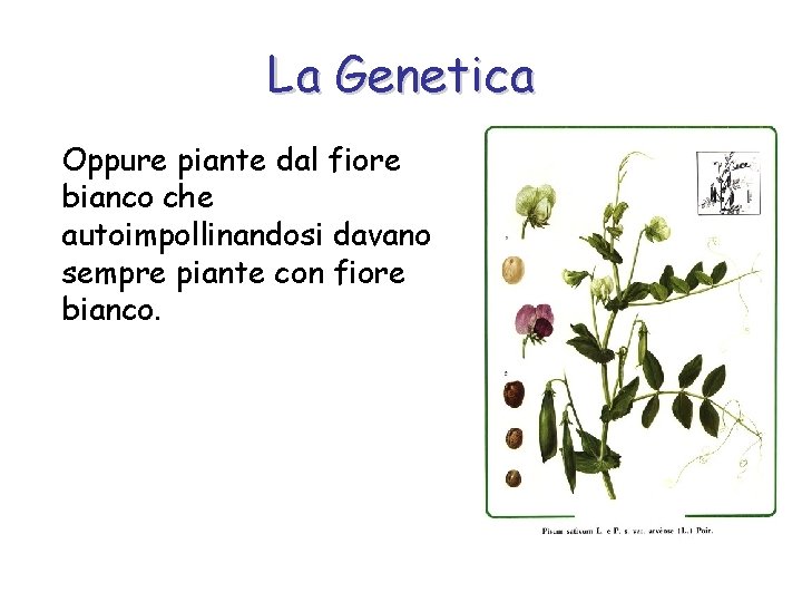 La Genetica Oppure piante dal fiore bianco che autoimpollinandosi davano sempre piante con fiore