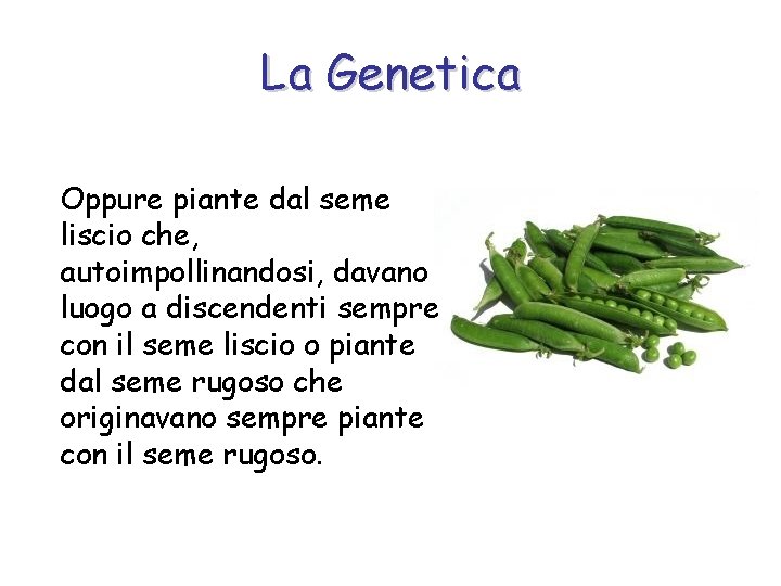 La Genetica Oppure piante dal seme liscio che, autoimpollinandosi, davano luogo a discendenti sempre