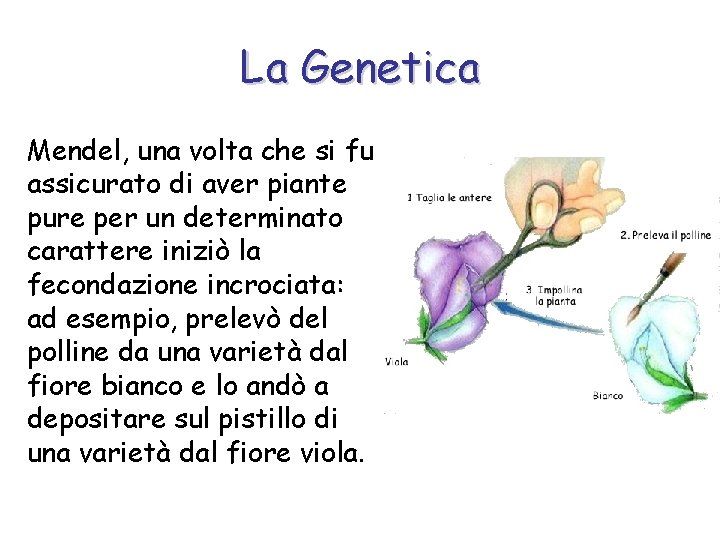 La Genetica Mendel, una volta che si fu assicurato di aver piante pure per