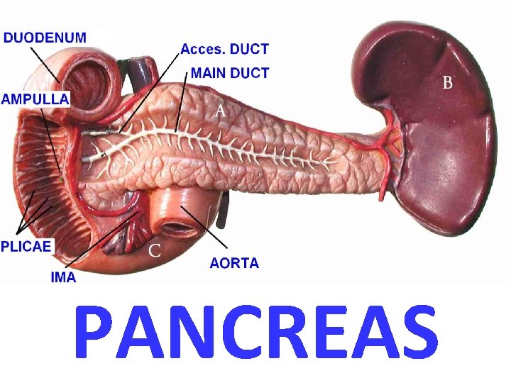 PANCREAS 