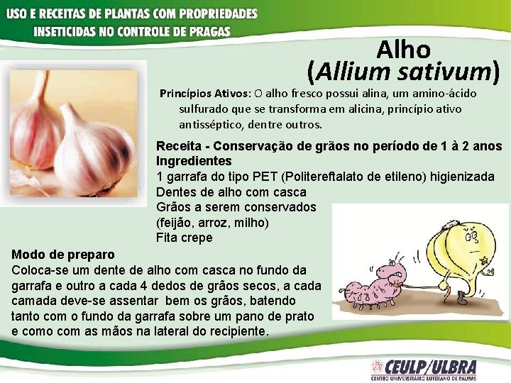 Alho (Allium sativum) Princípios Ativos: O alho fresco possui alina, um amino-ácido sulfurado que