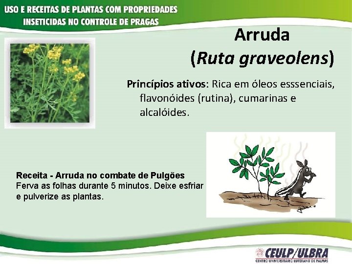 Arruda (Ruta graveolens) Princípios ativos: Rica em óleos esssenciais, flavonóides (rutina), cumarinas e alcalóides.