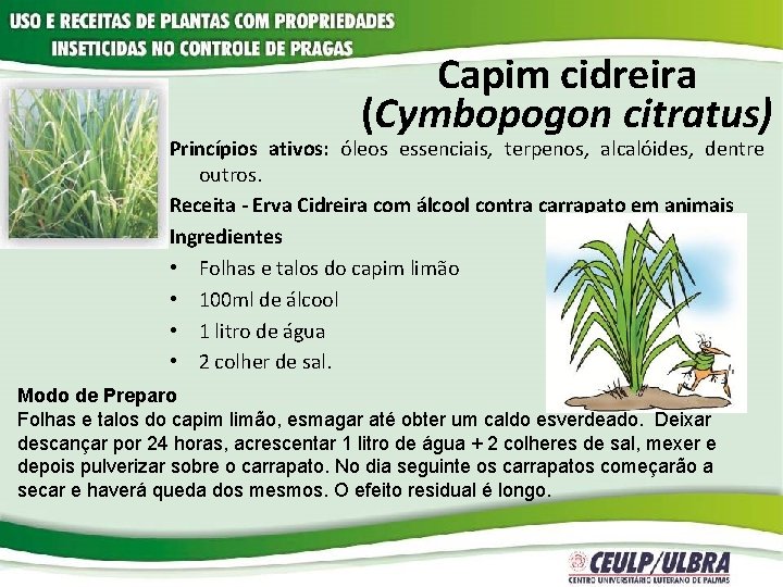 Capim cidreira (Cymbopogon citratus) Princípios ativos: óleos essenciais, terpenos, alcalóides, dentre outros. Receita -