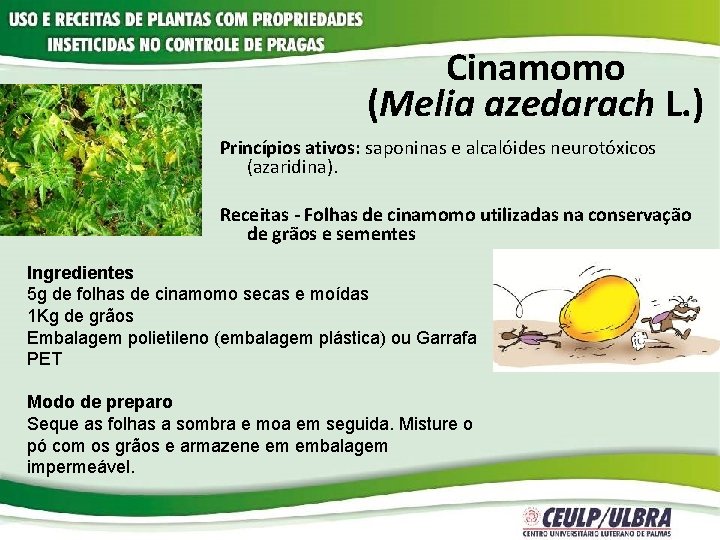 Cinamomo (Melia azedarach L. ) Princípios ativos: saponinas e alcalóides neurotóxicos (azaridina). Receitas -