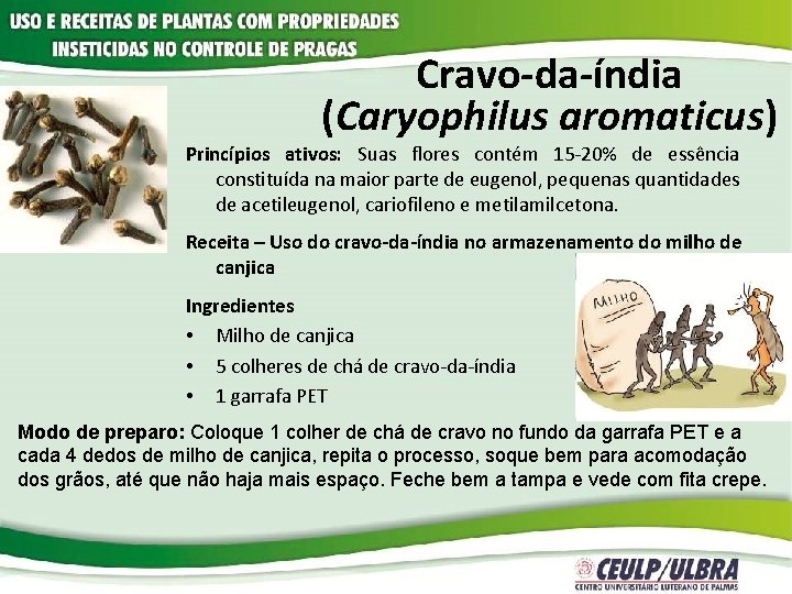 Cravo-da-índia (Caryophilus aromaticus) Princípios ativos: Suas flores contém 15 -20% de essência constituída na