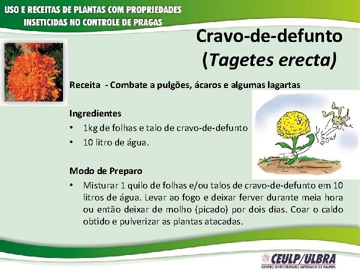 Cravo-de-defunto (Tagetes erecta) Receita - Combate a pulgões, ácaros e algumas lagartas Ingredientes •