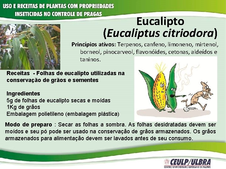 Eucalipto (Eucaliptus citriodora) Princípios ativos: Terpenos, canfeno, limoneno, mirtenol, borneol, pinocarveol, flavonóides, cetonas, aldeídos