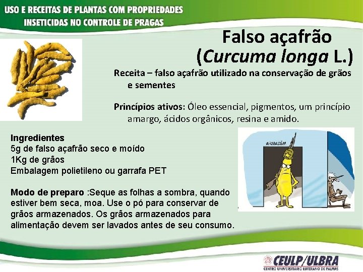  Falso açafrão (Curcuma longa L. ) Receita – falso açafrão utilizado na conservação