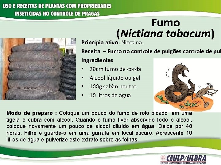 Fumo (Nictiana tabacum) Princípio ativo: Nicotina. Receita – Fumo no controle de pulgões controle