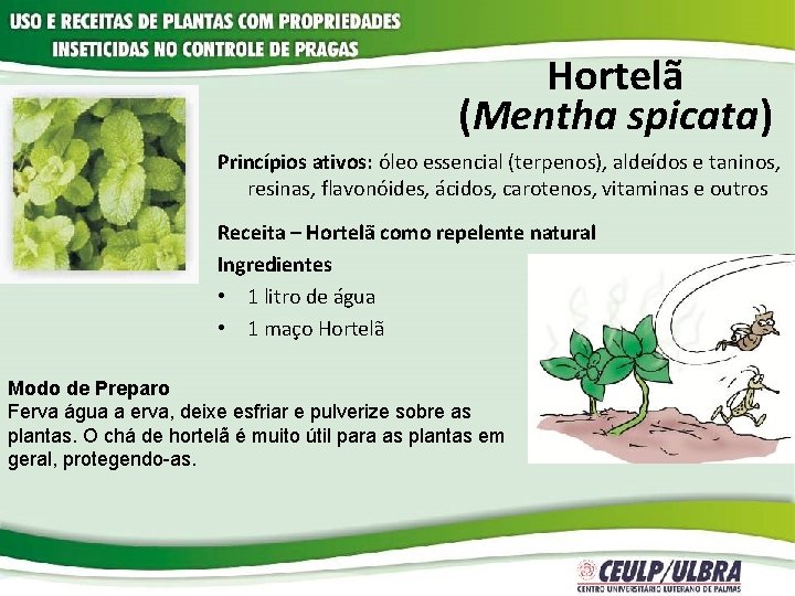 Hortelã (Mentha spicata) Princípios ativos: óleo essencial (terpenos), aldeídos e taninos, resinas, flavonóides, ácidos,