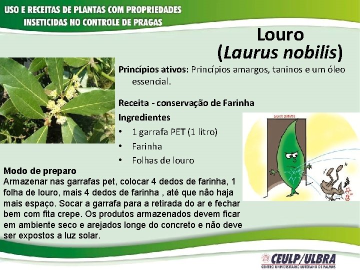 Louro (Laurus nobilis) Princípios ativos: Princípios amargos, taninos e um óleo essencial. Receita -