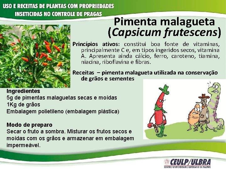 Pimenta malagueta (Capsicum frutescens) Princípios ativos: constitui boa fonte de vitaminas, principalmente C e,