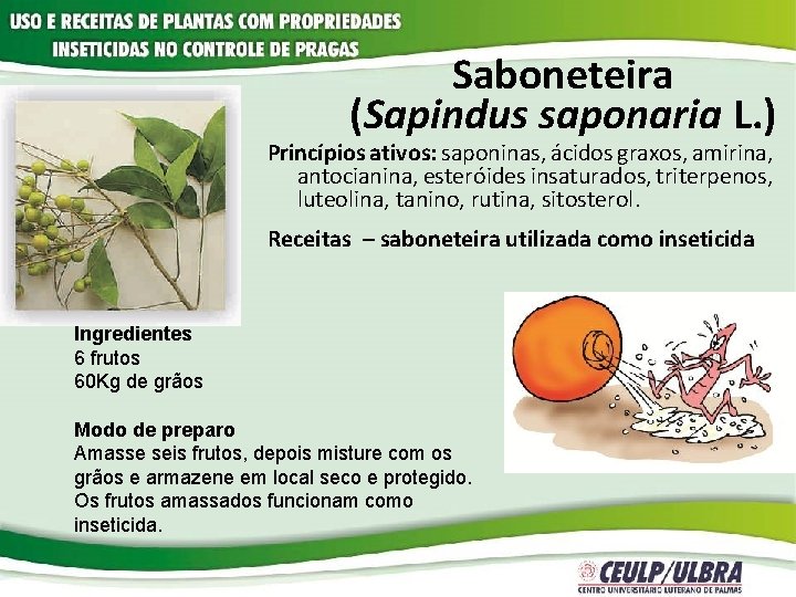 Saboneteira (Sapindus saponaria L. ) Princípios ativos: saponinas, ácidos graxos, amirina, antocianina, esteróides insaturados,