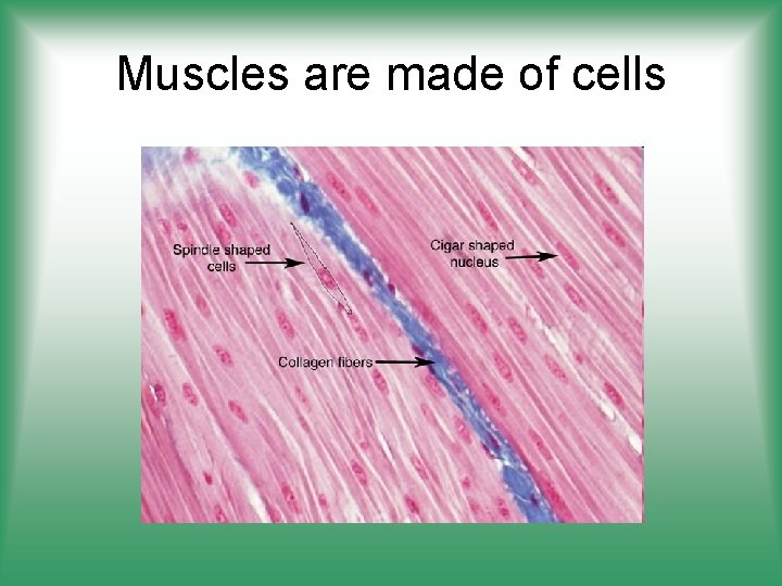 Muscles are made of cells 