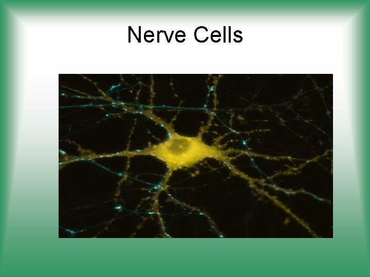 Nerve Cells 