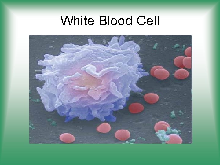 White Blood Cell 
