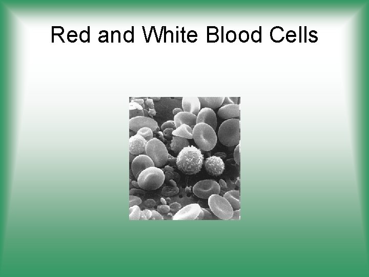 Red and White Blood Cells 