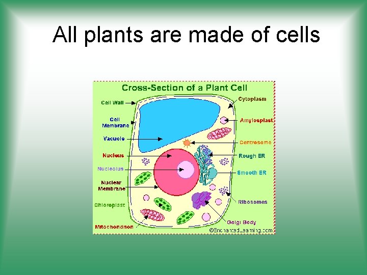 All plants are made of cells 