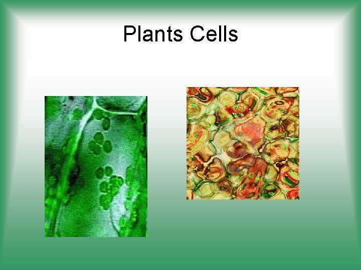 Plants Cells 
