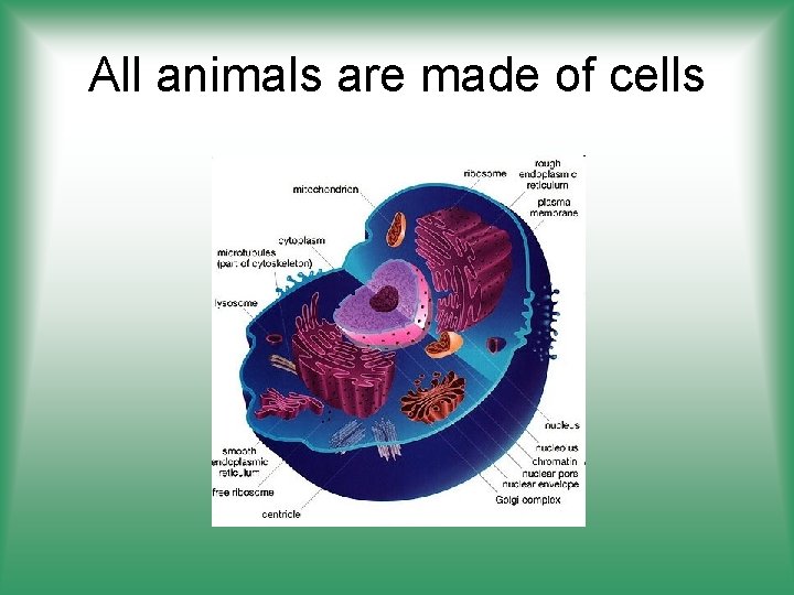 All animals are made of cells 