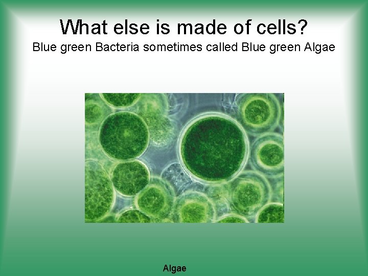 What else is made of cells? Blue green Bacteria sometimes called Blue green Algae