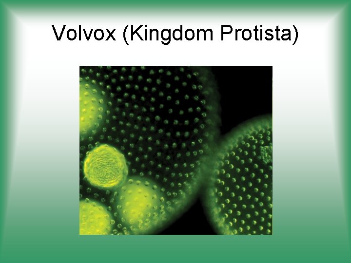 Volvox (Kingdom Protista) 