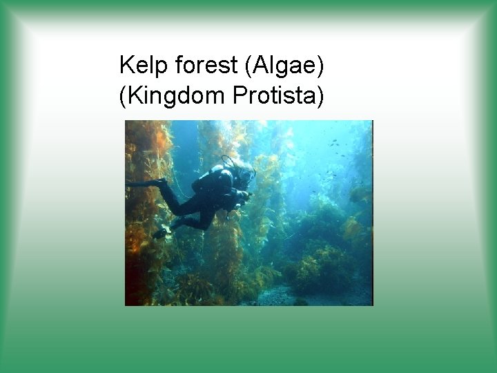 Kelp forest (Algae) (Kingdom Protista) 