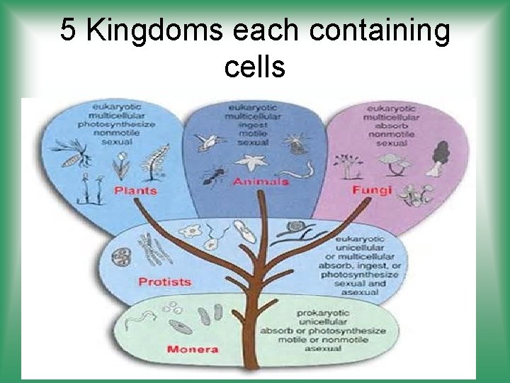 5 Kingdoms each containing cells 