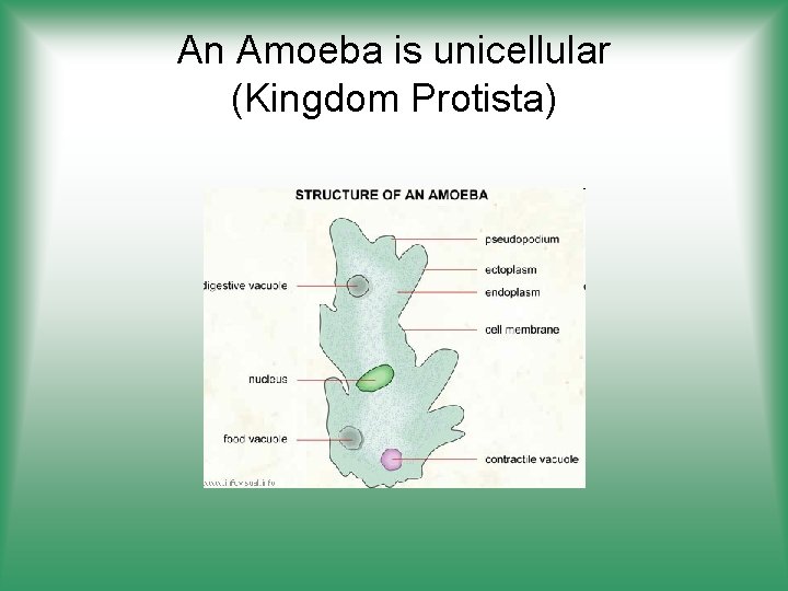 An Amoeba is unicellular (Kingdom Protista) 