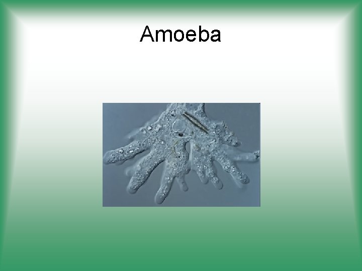 Amoeba 