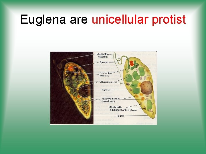 Euglena are unicellular protist 