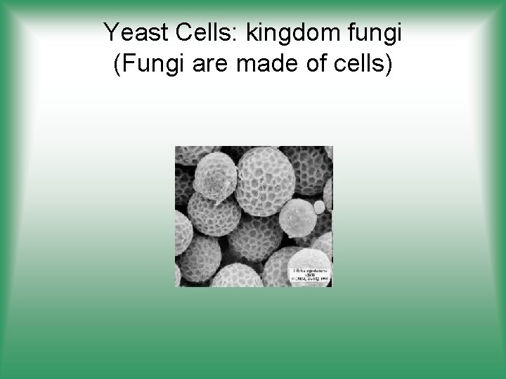 Yeast Cells: kingdom fungi (Fungi are made of cells) 