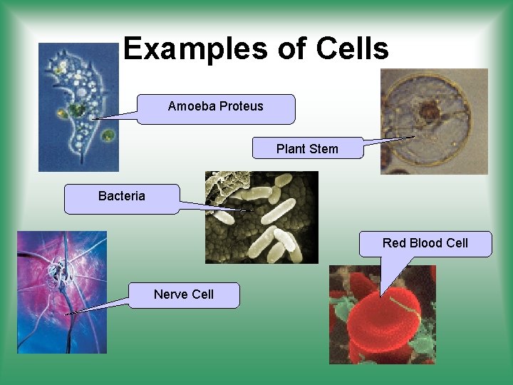 Examples of Cells Amoeba Proteus Plant Stem Bacteria Red Blood Cell Nerve Cell 