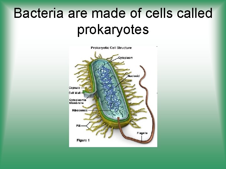 Bacteria are made of cells called prokaryotes 