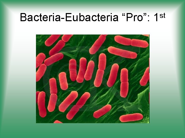 Bacteria-Eubacteria “Pro”: 1 st 