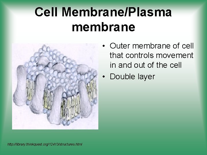 Cell Membrane/Plasma membrane • Outer membrane of cell that controls movement in and out