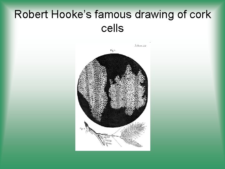 Robert Hooke’s famous drawing of cork cells 
