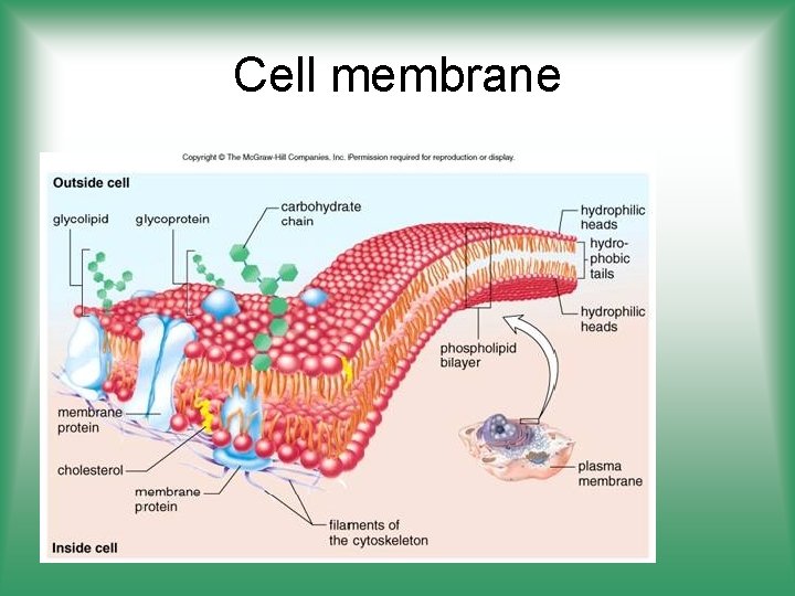 Cell membrane 