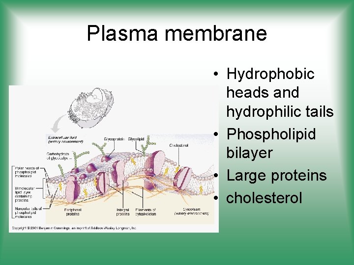 Plasma membrane • Hydrophobic heads and hydrophilic tails • Phospholipid bilayer • Large proteins