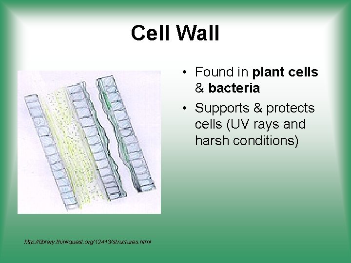 Cell Wall • Found in plant cells & bacteria • Supports & protects cells