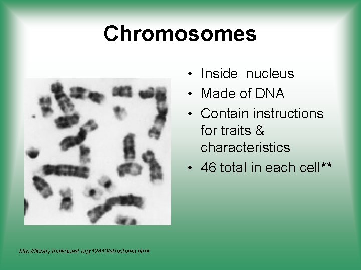 Chromosomes • Inside nucleus • Made of DNA • Contain instructions for traits &