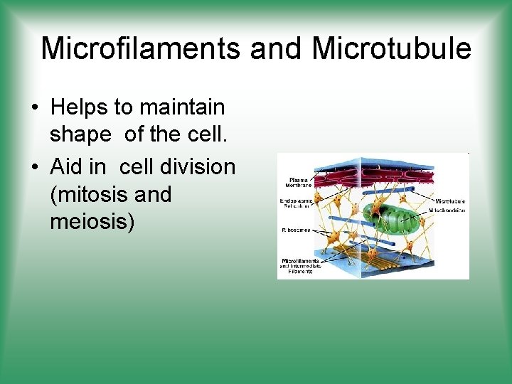 Microfilaments and Microtubule • Helps to maintain shape of the cell. • Aid in