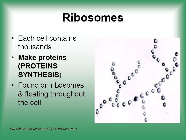 Ribosomes • Each cell contains thousands • Make proteins (PROTEINS SYNTHESIS) • Found on