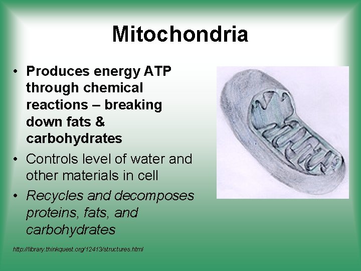 Mitochondria • Produces energy ATP through chemical reactions – breaking down fats & carbohydrates