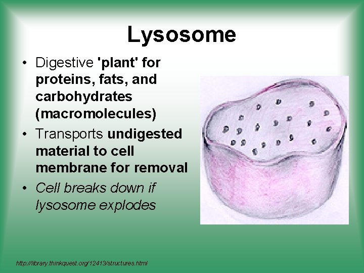 Lysosome • Digestive 'plant' for proteins, fats, and carbohydrates (macromolecules) • Transports undigested material