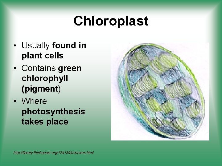 Chloroplast • Usually found in plant cells • Contains green chlorophyll (pigment) • Where