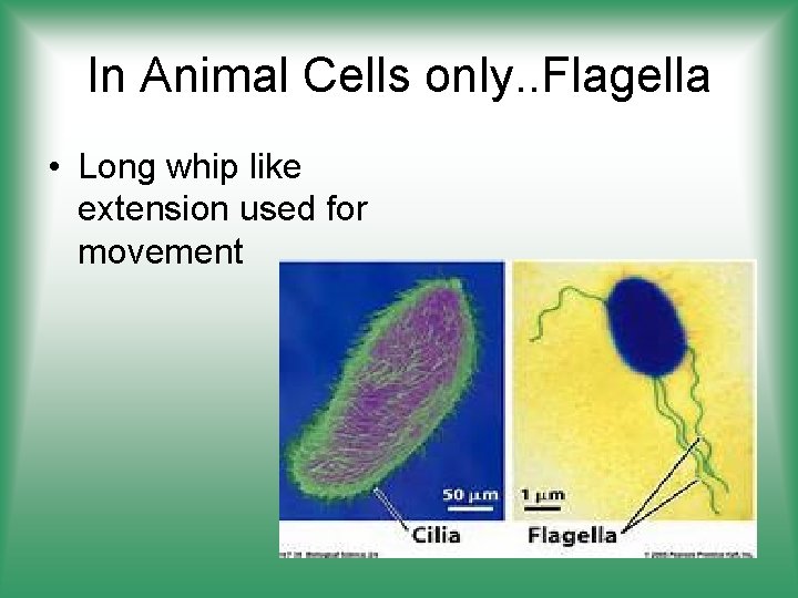In Animal Cells only. . Flagella • Long whip like extension used for movement