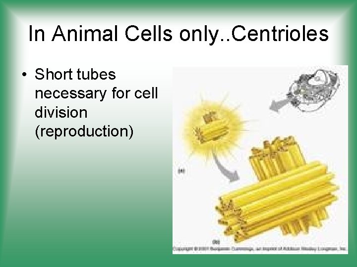 In Animal Cells only. . Centrioles • Short tubes necessary for cell division (reproduction)