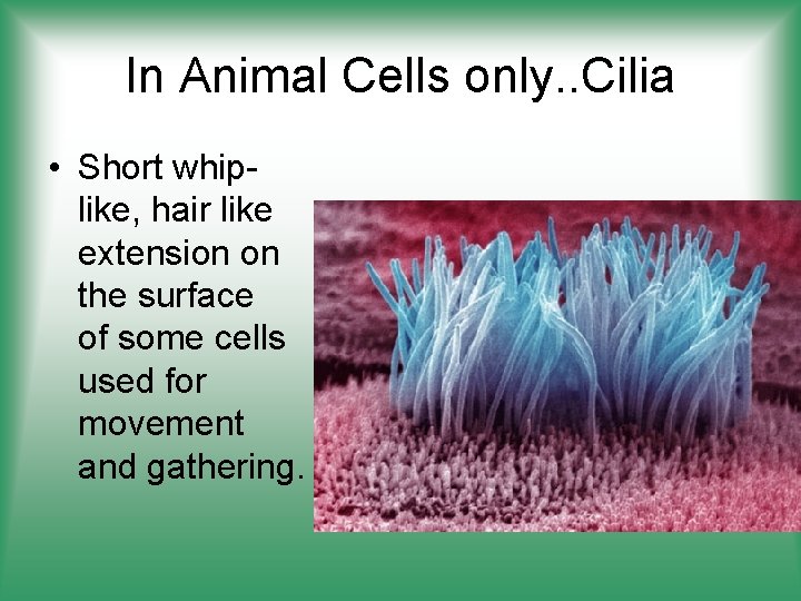 In Animal Cells only. . Cilia • Short whiplike, hair like extension on the